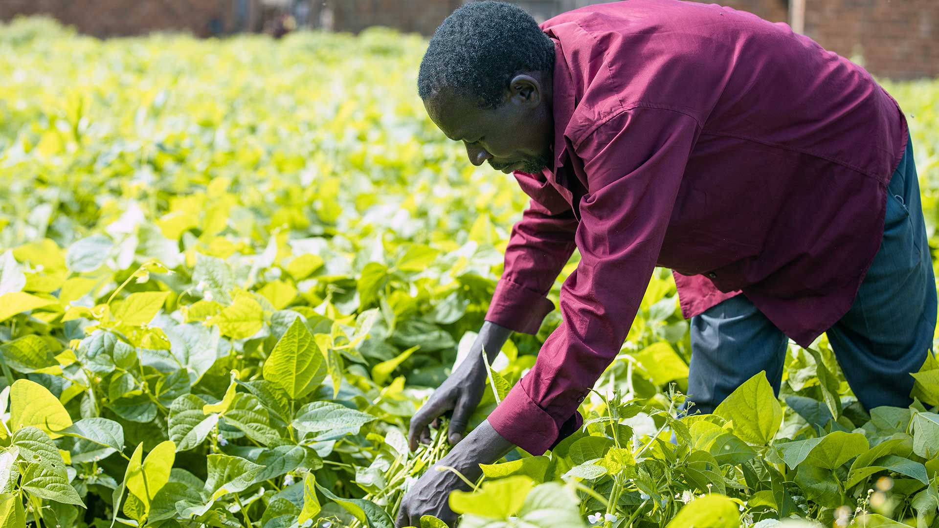 Promoting climate resilient potato production